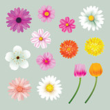 Set of spring flowers colorful isolated background. 