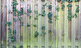 Ivy on a wooden fence