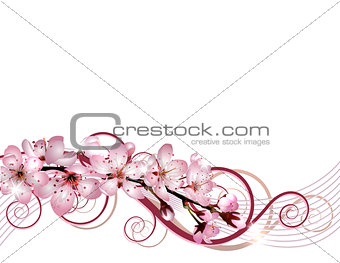 Blossoming sakura cherry branch with pink flowers