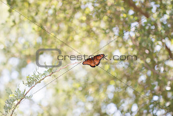 Canopy Butterfly 1