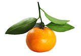 Close up Fresh thai orange fruit with green leaf