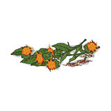 Isolated clipart Safflower