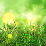 3D green grass and wheat on a bokeh lights background