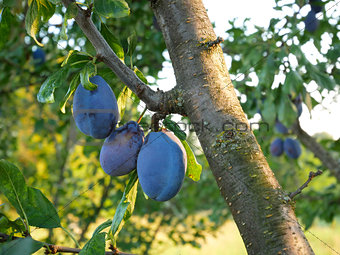 Big ripe plum fruits on a branch