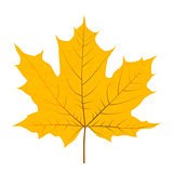 Yellow autumn leaf isolated on white background