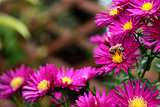 Honeybee taking pollen and nectar from pink Michaelmas daisies