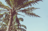 Palm trees Vintage