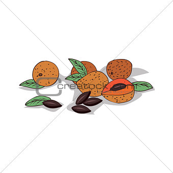 Isolated clipart Sapote