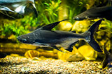 Panga fish in aquarium