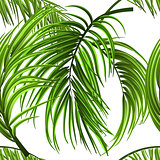 Tropical palm leaves, jungle leaves seamless vector floral seamless pattern background