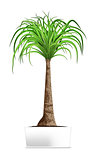 Green palm in the white pot isolated on white. Element of home decor. The symbol of growth and ecology.