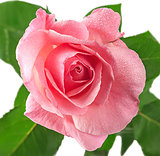 Pink rose flower covered dew