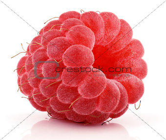 Single red raspberry fruit isolated on white