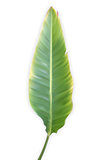 Naturalistic colorful leaf of banana palm. Vector Illustration.