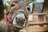 The donkey is close to the camera, the donkey's nose is close up. Toned soft focus.