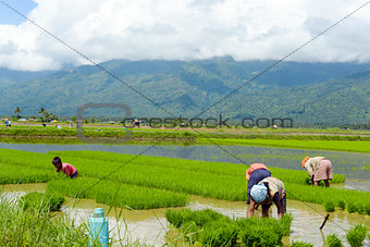 family manual labour in the Philippine rice fields