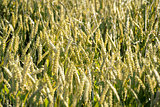 farm barley crop