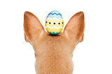 happy easter dog with egg