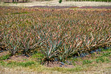 Black Pineapple Field