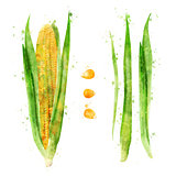 Corn on white background. Watercolor illustration
