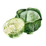 Cabbage on white background. Watercolor illustration