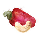 Cashew on white background. Watercolor illustration
