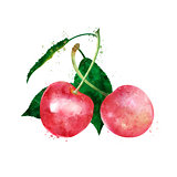 Cherry on white background. Watercolor illustration