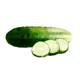 Cucumber on white background. Watercolor illustration