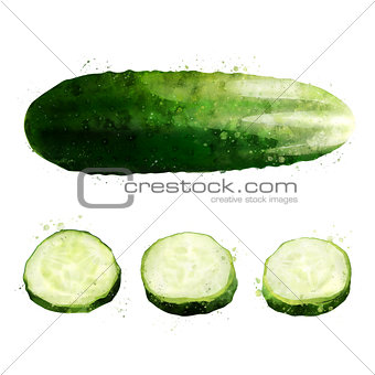 Cucumber on white background. Watercolor illustration