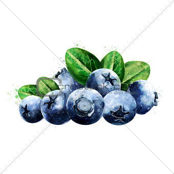 Blueberries on white background. Watercolor illustration
