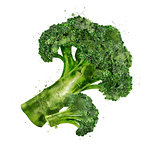 Broccoli on white background. Watercolor illustration
