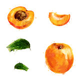 Apricot on white background. Watercolor illustration