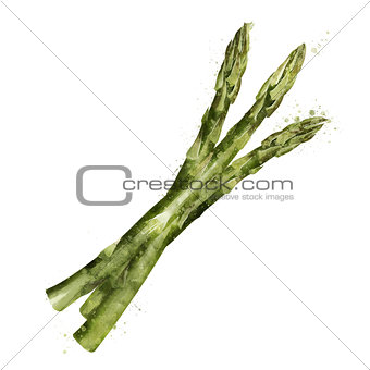 Asparagus on white background. Watercolor illustration