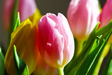 Bouquet Pink and Yellow Tulip