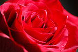 Bright Red Rose Bud