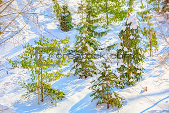 Tree branches in the snow