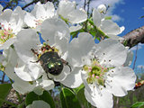 brilliant june beetle sits on a pear flower