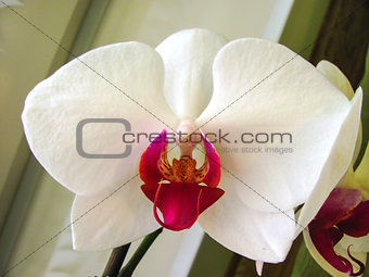 Orchid white flower close up