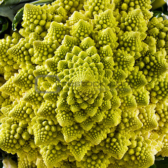 Closeup of Romanesco broccoli 