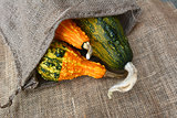Three green and orange warty ornamental gourds in hessian sack 