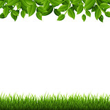 Green Branches And Grass
