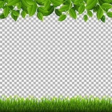 Green Branches And Grass Transparent background