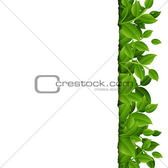 Green Branches With Leaves Border