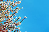 Great texture of almonds pink flowers on blue sky background, with shallow depth of field and selective focus on flowers petals. almonds flowers in spring with blue sky background and with buds.