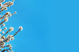 Spring blooming flowers branch over blue sky background