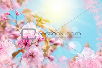 Beautiful sakura flower cherry blossom. Greeting card background template. Shallow depth. Soft toned. Spring nature