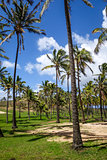 Palm trees on Anakena beach, easter island