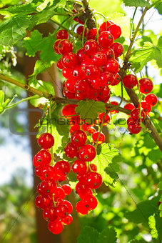 Cluster of red currant in sunbeams morning lights