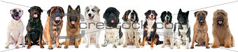 group of large dogs