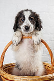 Charming little puppy sitting in the basket